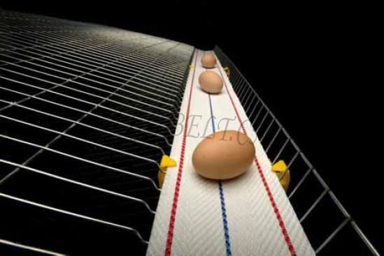 <strong>Egg collecting belt</strong>